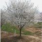 Snowgoose Flowering Cherry Tree 2.5" pot FJ
