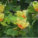 Tulip Tree qt pot FJ