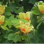 Tulip Tree qt pot FJ