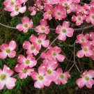 Pink Dogwood tree 8-12" tall 2.5" pot FJ