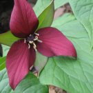 Red Trillium 5 bulbs Wood Lily Trillium erectum FJ