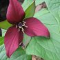 Red Trillium 5 bulbs Wood Lily Trillium erectum FJ