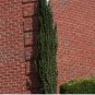 Sky Pencil Holly quart pot FJ