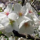 Snowgoose Flowering Cherry 2 trees 2.5" pot FJ