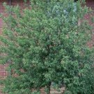 Canadian Red Choke Cherry Tree 2.5" pot FJ