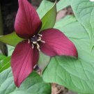 Red Trillium 20 bulbs Wood Lily FJ