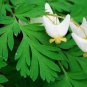 Dutchman's Breeches 5 bulbs-root systems FJ