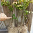 1 DWARF BURNING BUSH bare root (Euonymus Alatus) FJ