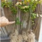 1 DWARF BURNING BUSH bare root (Euonymus Alatus) FJ