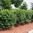 10 Dwarf Burning Bush Hardy bare root plants Euonymus alatus shrub FJ