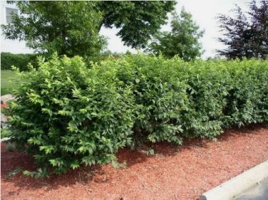 10 Dwarf Burning Bush Hardy bare root plants Euonymus alatus shrub FJ