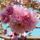 Kwanzan Flowering Cherry Tree FJ