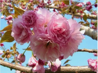 Kwanzan Flowering Cherry Tree FJ