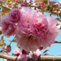 Kwanzan Flowering Cherry Tree FJ