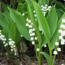 Lily of the Valley 5 roots May Lily May Bells (Convallaria majalis) FJ