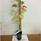 Brandywine Maple qt. pot FJ