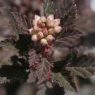 Crimson Diablo Ninebark Shrub 2.5" pot FJ
