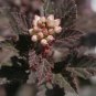 Crimson Diablo Ninebark Shrub 2.5" pot FJ