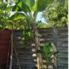 Musa - Dwarf Cavendish - 2 Ft. Tall - Banana Tree FJ