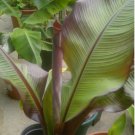 Ensete Maurelii - Red Abyssinian Banana - 24" Tall FJ