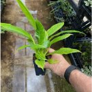 Philodendron - Campii "Lynette" - Live Plant FJ