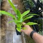 Philodendron - Campii "Lynette" - Live Plant FJ