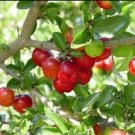 Acerola - Barbados Cherry - Malpighia emarginata FJ