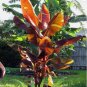 Musa - 'Siam Ruby' - Live Banana Plant FJ
