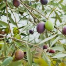 Olive Tree - 'Mission' - Olea Europaea - live plant FJ
