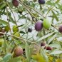 Olive Tree - 'Mission' - Olea Europaea - live plant FJ