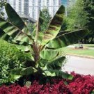 Musa - 'Zebrina' - Live Banana Plant FJ