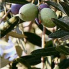 Olive Tree - 'Oblonga' - Olea Europaea FJ
