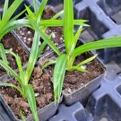 Pandanus amaryllifolius - Pandan leaf - Asian cooking herb FJ