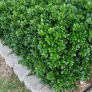 Dwarf Burford Holly - Live Plant - ( 1 QT ) FJ