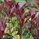 Apricot Echo Orange Tea Olive - Live Plant - 2 Gallon Pot FJ