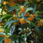 Apricot Echo Orange Tea Olive - Live Plant - 2 Gallon Pot FJ