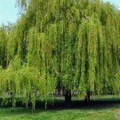 Weeping Willow Tree ( salix ) FJ