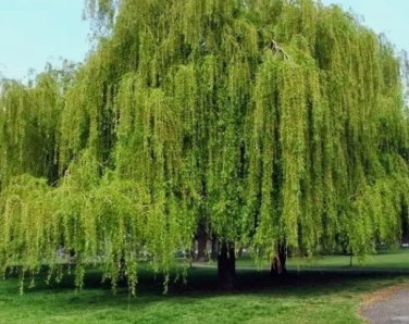 Weeping Willow Tree ( salix ) FJ
