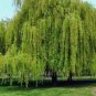 Weeping Willow Tree ( salix ) FJ
