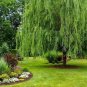 Weeping Willow Tree ( salix ) FJ