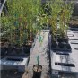 Weeping Willow Tree ( salix ) FJ