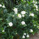 Veitchii Everblooming Gardenia - Live Plant - ( 1 QT ) FJ