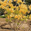 Golden Lights Deciduous Azalea FJ