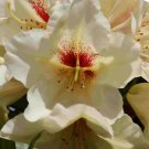 Holdens Solar Flair Rhododendron FJ