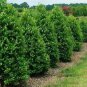 Nellie R. Stevens Holly Tree - Live Plant - ( 1 QT ) FJ