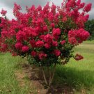 Tonto Fuchsia-Red Crape Myrtle Tree - Live Plant - ( 1 QT ) FJ