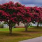 Tonto Fuchsia-Red Crape Myrtle Tree - Live Plant - ( 1 QT ) FJ