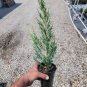 Blue Arrow Upright Juniper - Live Plant - ( 1 QT ) FJ