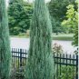 Blue Arrow Upright Juniper - Live Plant - ( 1 QT ) FJ