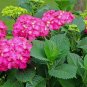 Glowing Embers Pink Hydrangea FJ